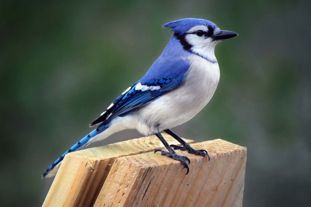 Blue Jay perched on wood